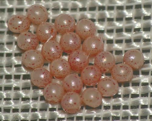 Campaea margaritaria